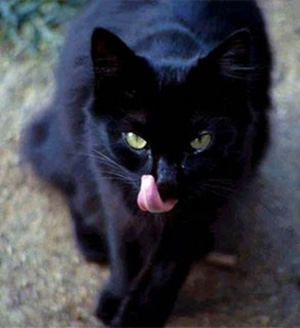gatos-negros.jpg